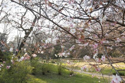 A Milano è primavera in anticipo  2