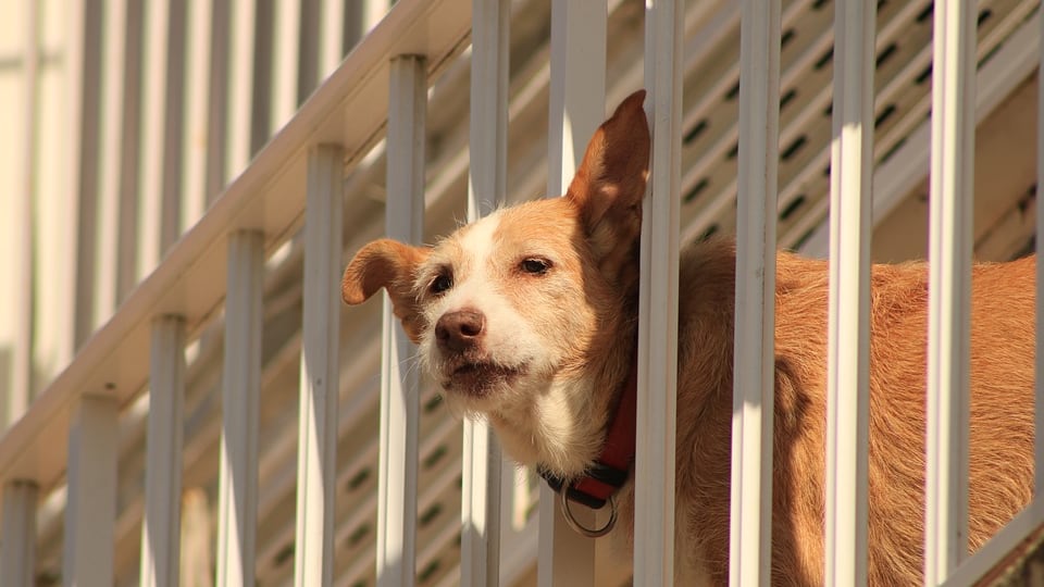 Salerno, investe il cane e rischia il linciaggio