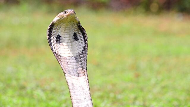 Cobra reale morde padrone mentre lo nutre, la corsa in ospedale
