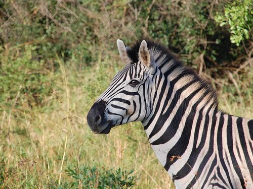 Germania, zebra abbattuta dopo essere scappata da un circo