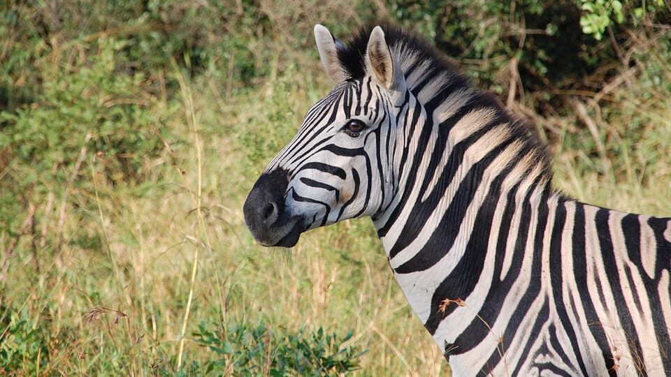 Germania, zebra abbattuta dopo essere scappata da un circo