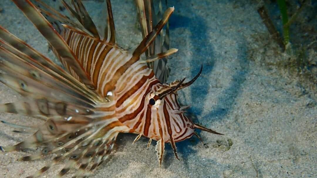 Non solo il granchio blu, ecco tutte le altre specie che minacciano il nostro mare