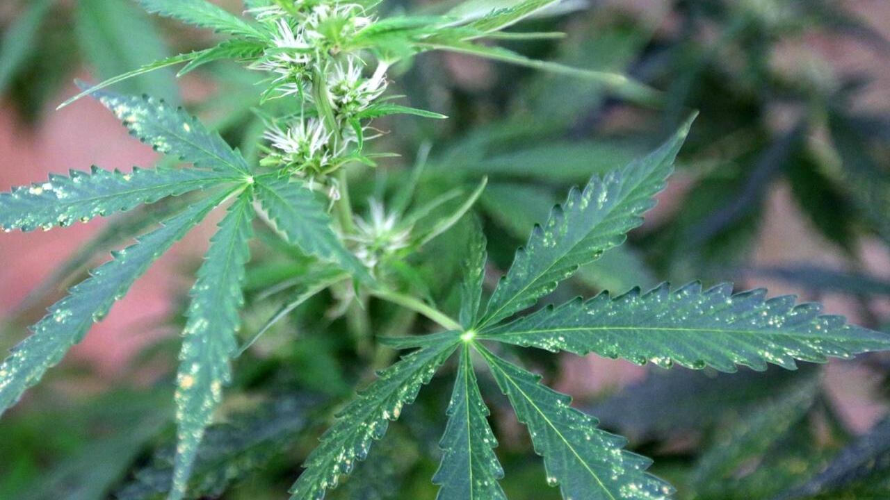 Serre di cannabis al posto delle more. Il piano olandese a rischio per le proteste