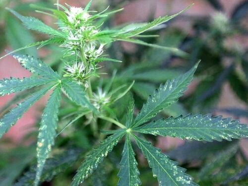 Cannabis per uso terapeutico: la Sicilia presterà assistenza gratuita