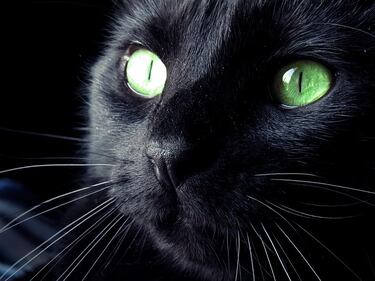 Gatto nero, foto 46