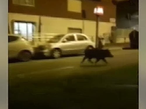 La capitale tra rifiuti e degrado: a Roma è emergenza cinghiali