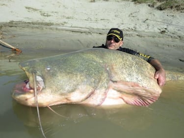 Pesce siluro da record pescato nel Po 4