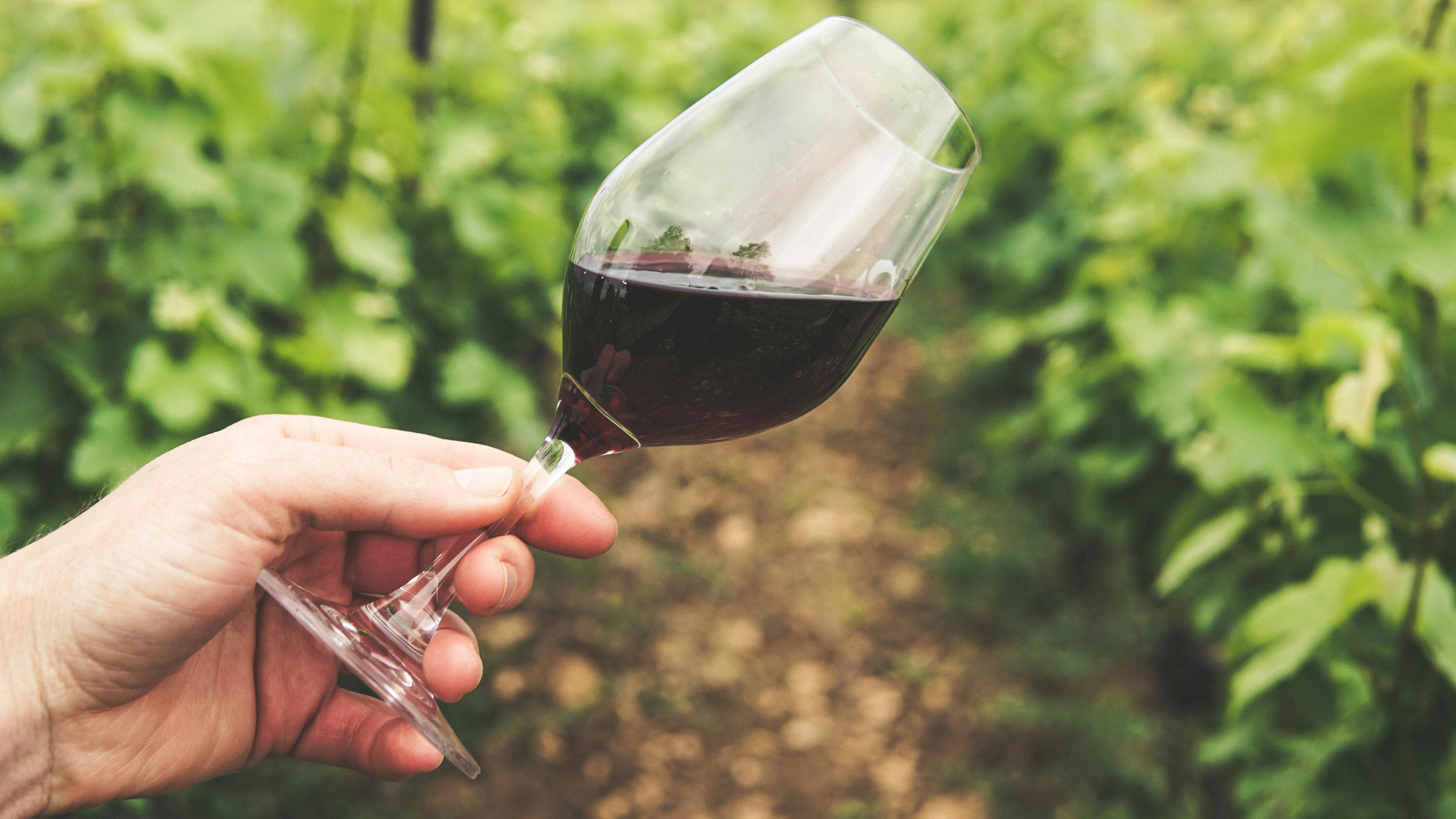Vino, le grandi famiglie tra catastrofe e speranza. "È una partita a scacchi"