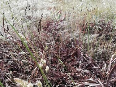Cavallette in Sardegna: a rischio 50mila ettari di terreno 4