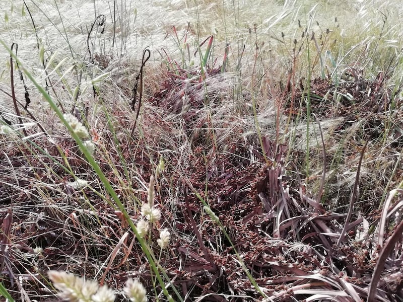 Cavallette in Sardegna: a rischio 50mila ettari di terreno 4