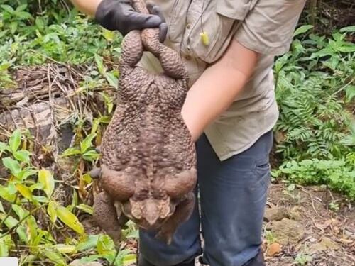 Catturato Toadzilla, il rospo gigante