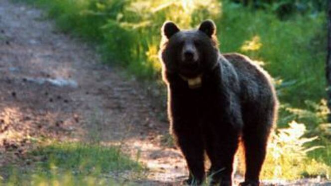 Goiat, il primo orso ribelle con un "foglio di via" Dopo la Slovenia, ora anche Barcellona lo caccia