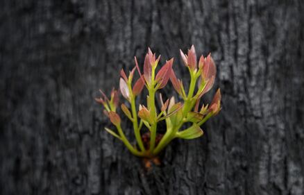 Incendi Australia, in salvo il bosco degli alberi-dinosauro 9