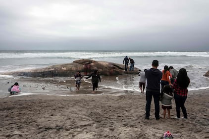 Messico, trovata una balena morta a riva 6