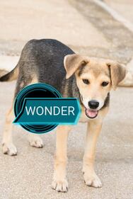 Vieste, i cani del canile dati in adozione davanti alle chiese 7