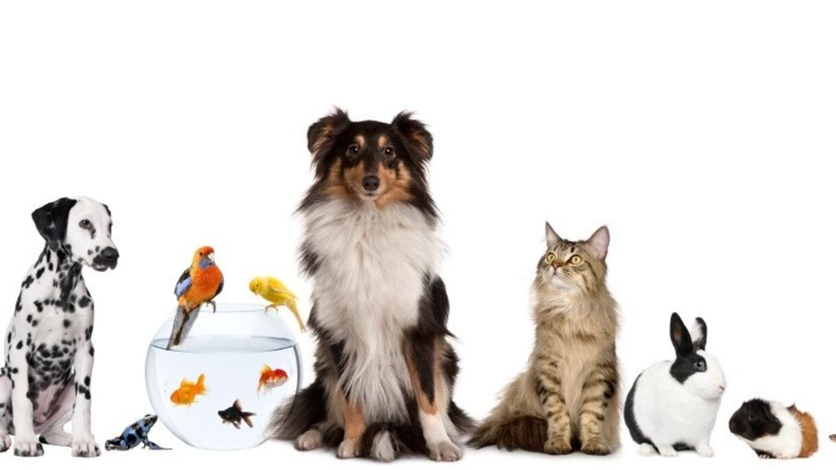 Milano Pet Week, festa diffusa nella città amica degli animali