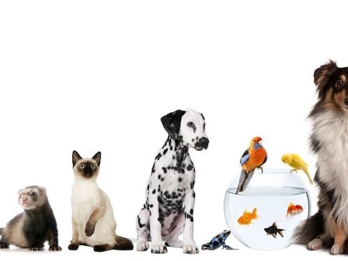 Milano Pet Week, festa diffusa nella città amica degli animali