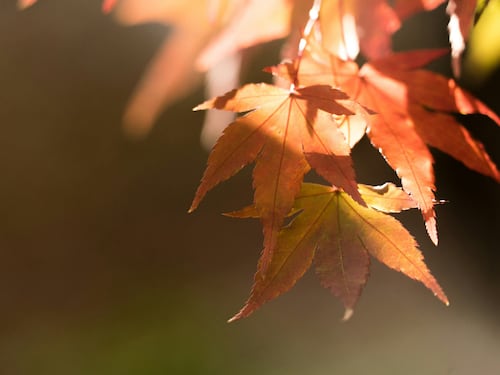ll Comune da due anni monitora un insetto che intanto si divora gli alberi della città