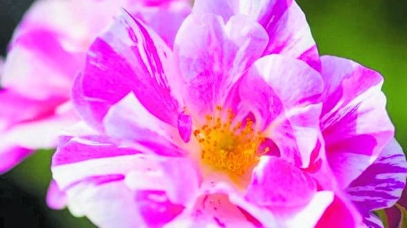 Terapia antistress: "Il giardinaggio può fare la felicità"