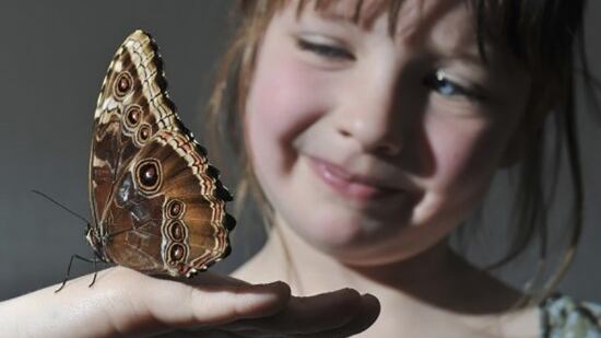 La fragilità e la forza dei “Bambini Farfalla"