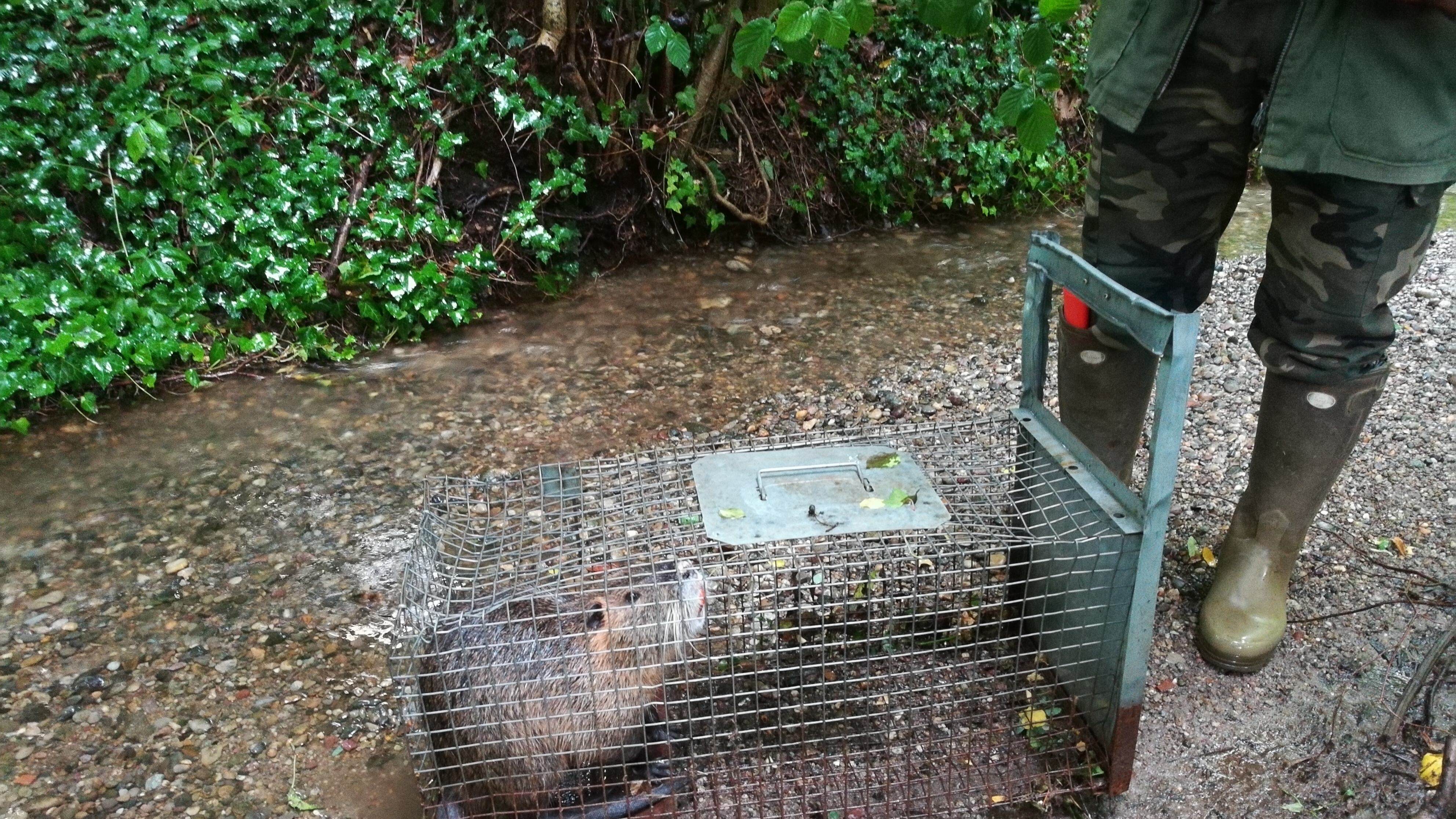 Trappole, guanti e pistola. All'alba parte la caccia alla nutria