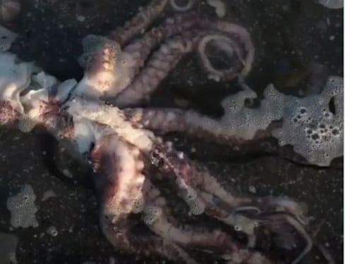 Animali morti e surfisti con malesseri: il giallo in Russia