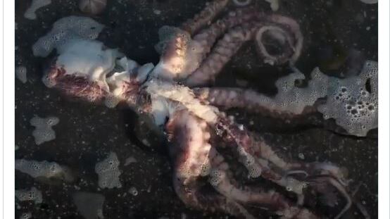 Animali morti e surfisti con malesseri: il giallo in Russia