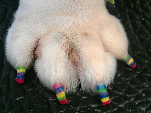 Arriva la "zampicure": la nail art per cani e gatti