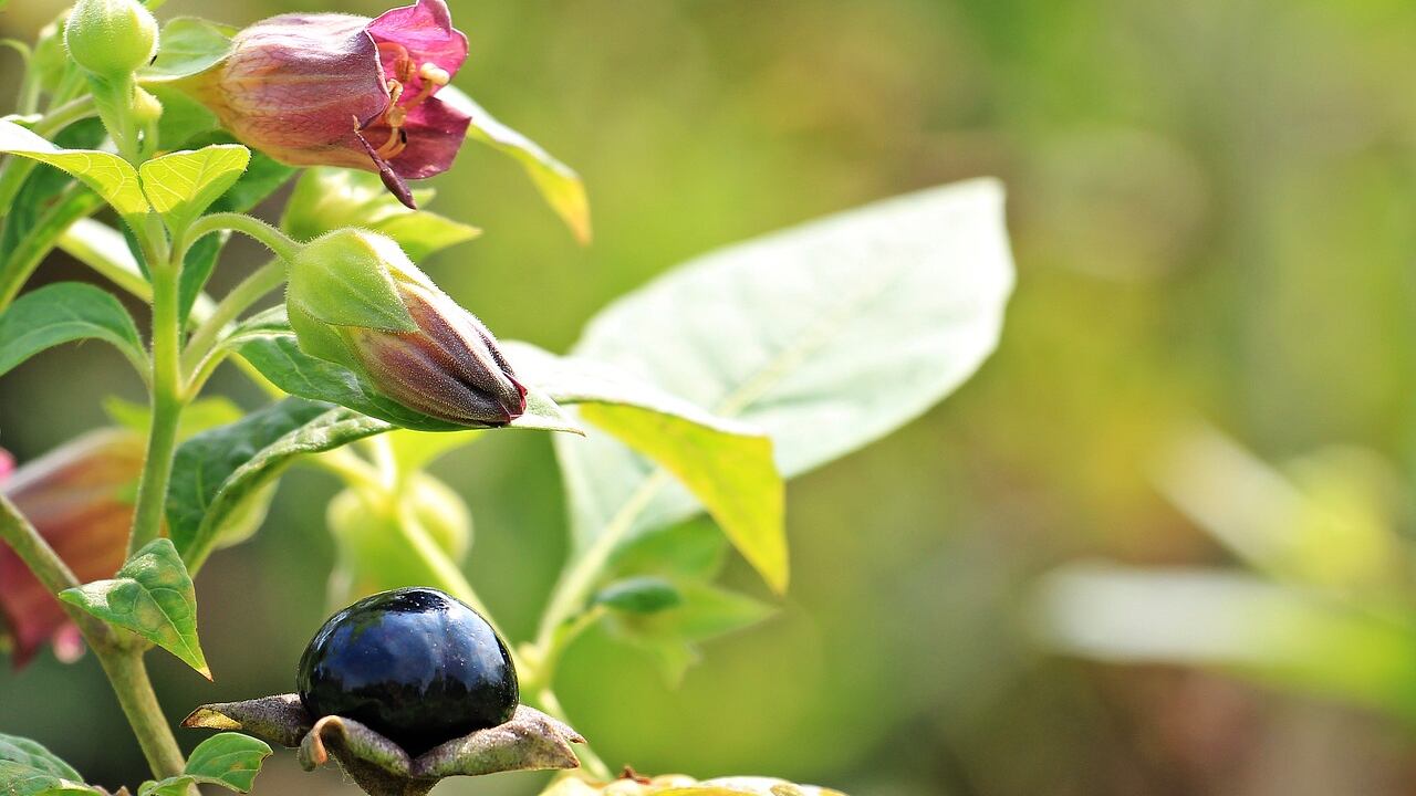 Malpensa, scovate piante esotiche