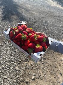 Le fragole di Parete 12