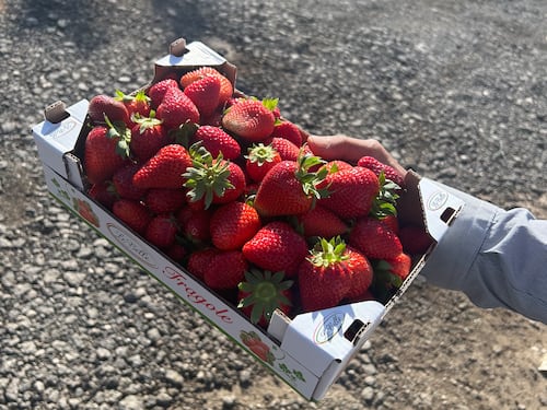 Le fragole di Parete