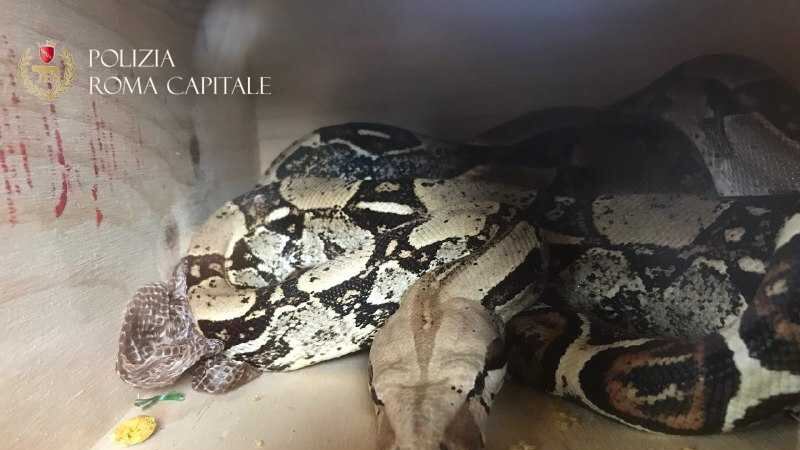 Serpente di due metri trovato in un palazzo