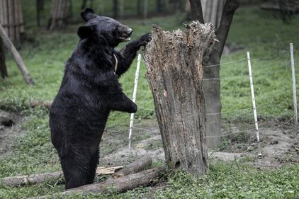 Gli orsi della Luna, salvati dall'Animal Asia Foundation 1