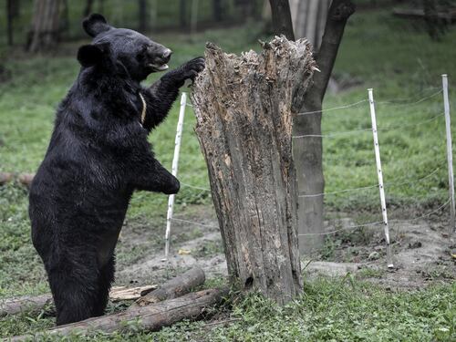 Gli orsi della Luna, salvati dall'Animal Asia Foundation