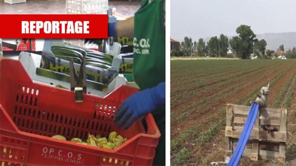 Ira degli italiani in fila per lavorare nei campi: "Ma il governo vuole i migranti"