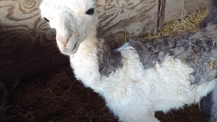 Bari, fiocco rosa al circo: nato un cucciolo di lama