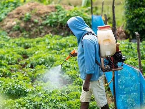 Tumore alla prostata, 22 pesticidi aumentano l'incidenza: quali sono i più letali