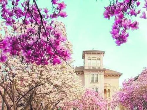 In città fioriscono le magnolie, dove vederle