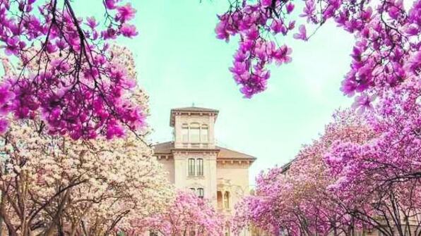In città fioriscono le magnolie, dove vederle