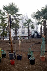 I banani arrivano in piazza Duomo 2