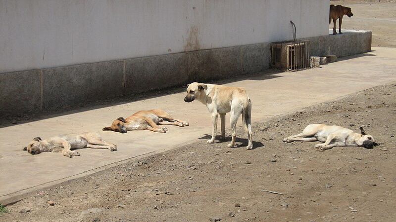 Choc in India, bimbo appena nato "sbranato da cani randagi"