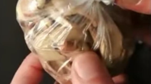 Treviso, insetti nel cibo: chiude il negozio abusivo di un nigeriano