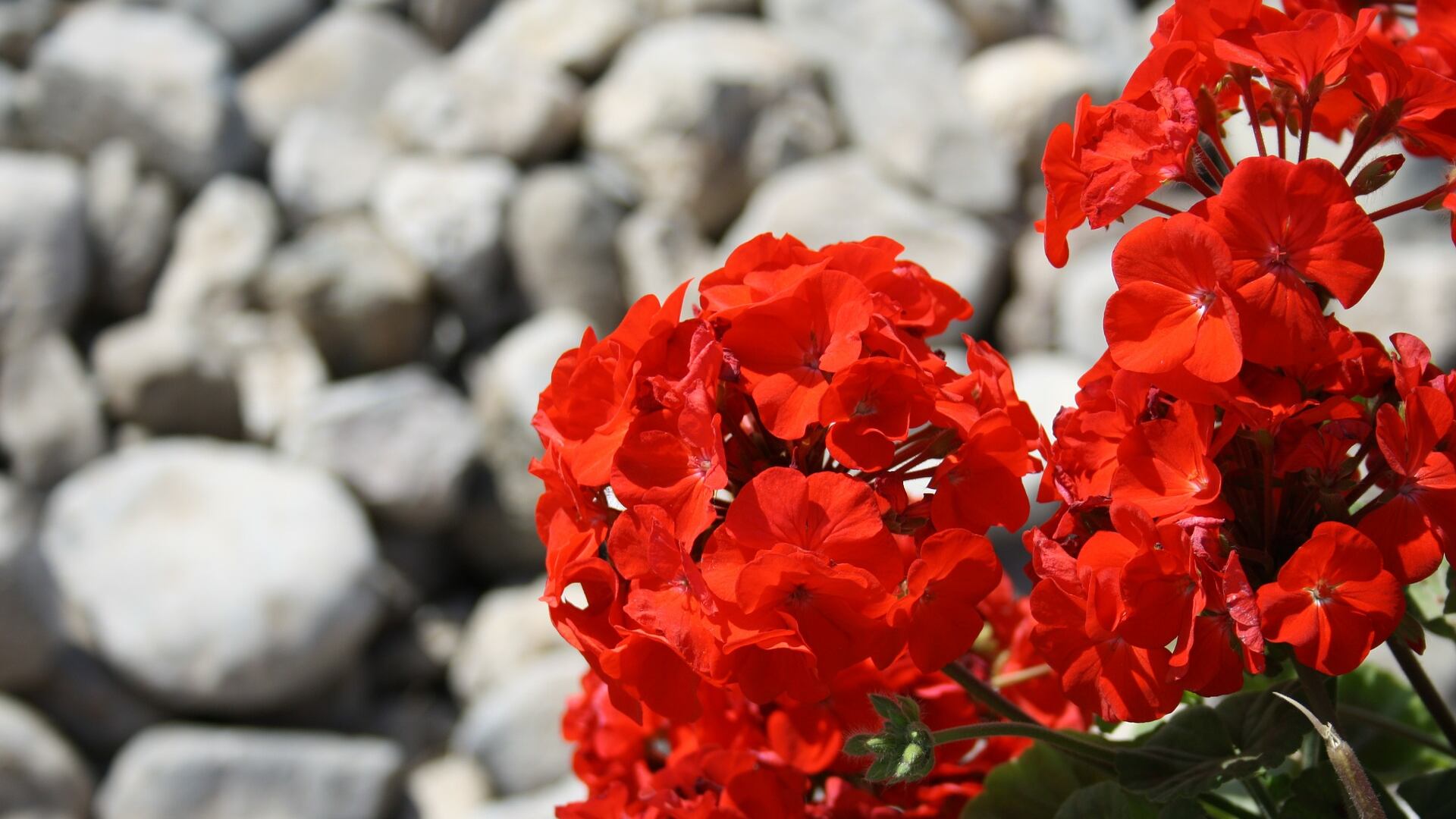 Zanzare: i rimedi naturali per difendersi dalle punture
