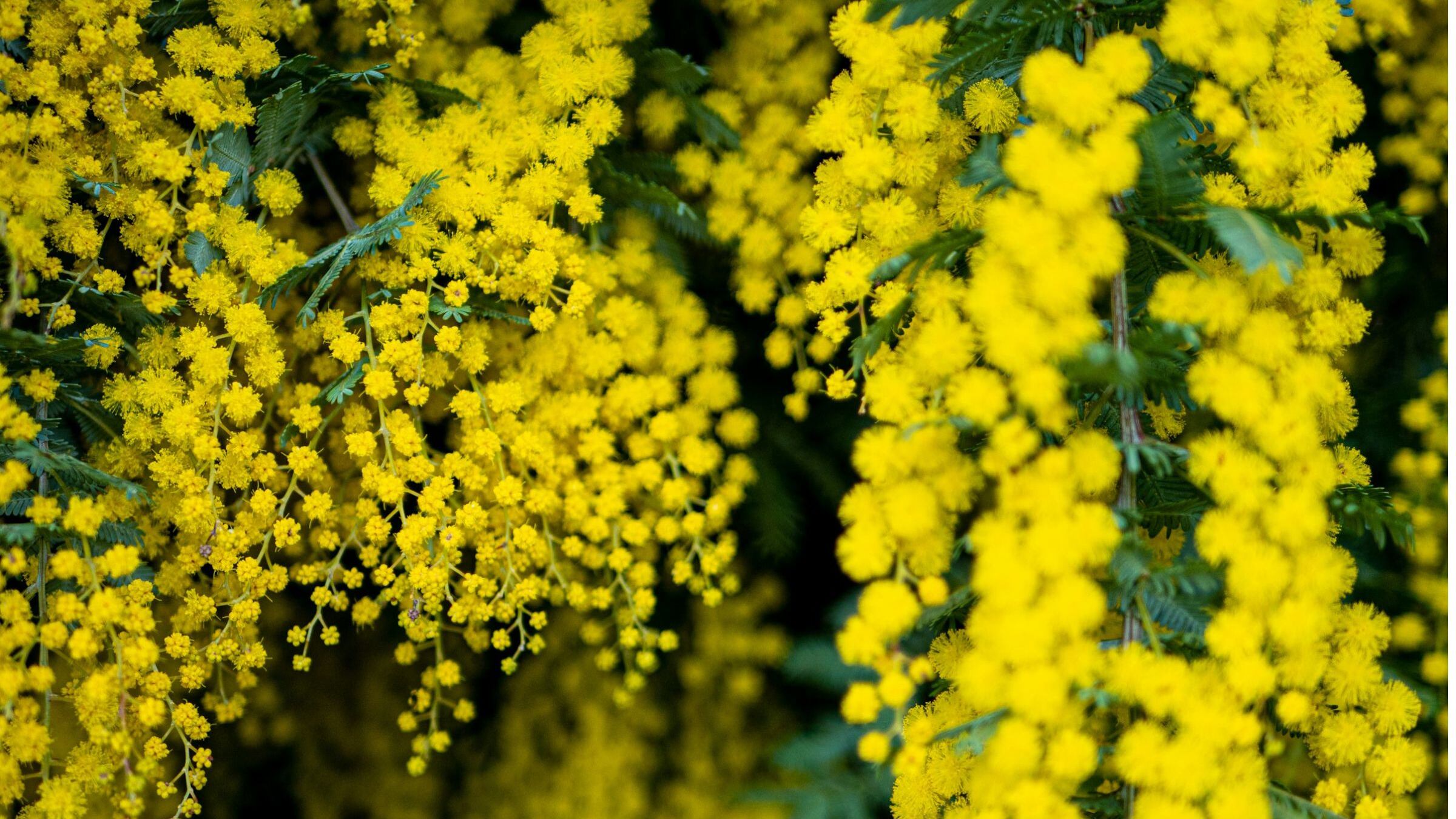 Festa della donna, tutti i segreti della torta mimosa: preparazione e curiosità