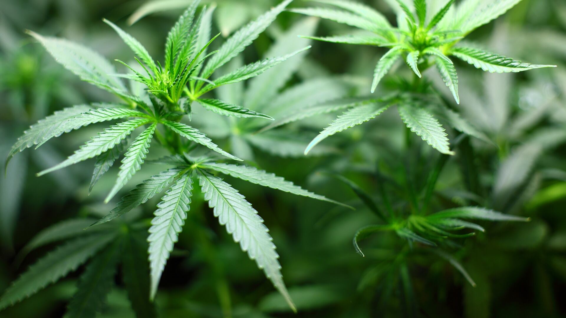 Cannabis, M5S: "Sì ad autoproduzione e uso ricreativo"