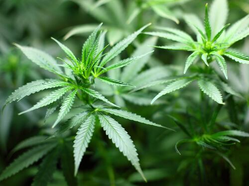 Cancro al pancreas: estratti di cannabis allungano la vita