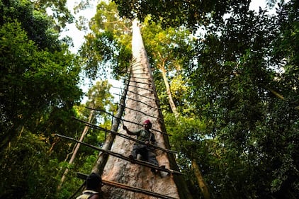 Malesia, cacciatori di miele 1