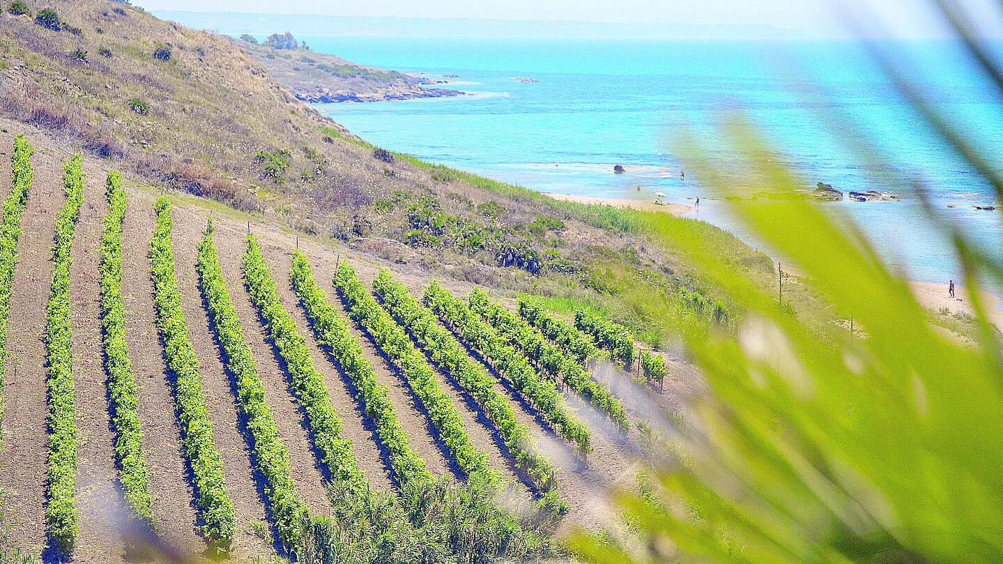 Menfi tra il mare e la vendemmia antichi sapori e nuove generazioni