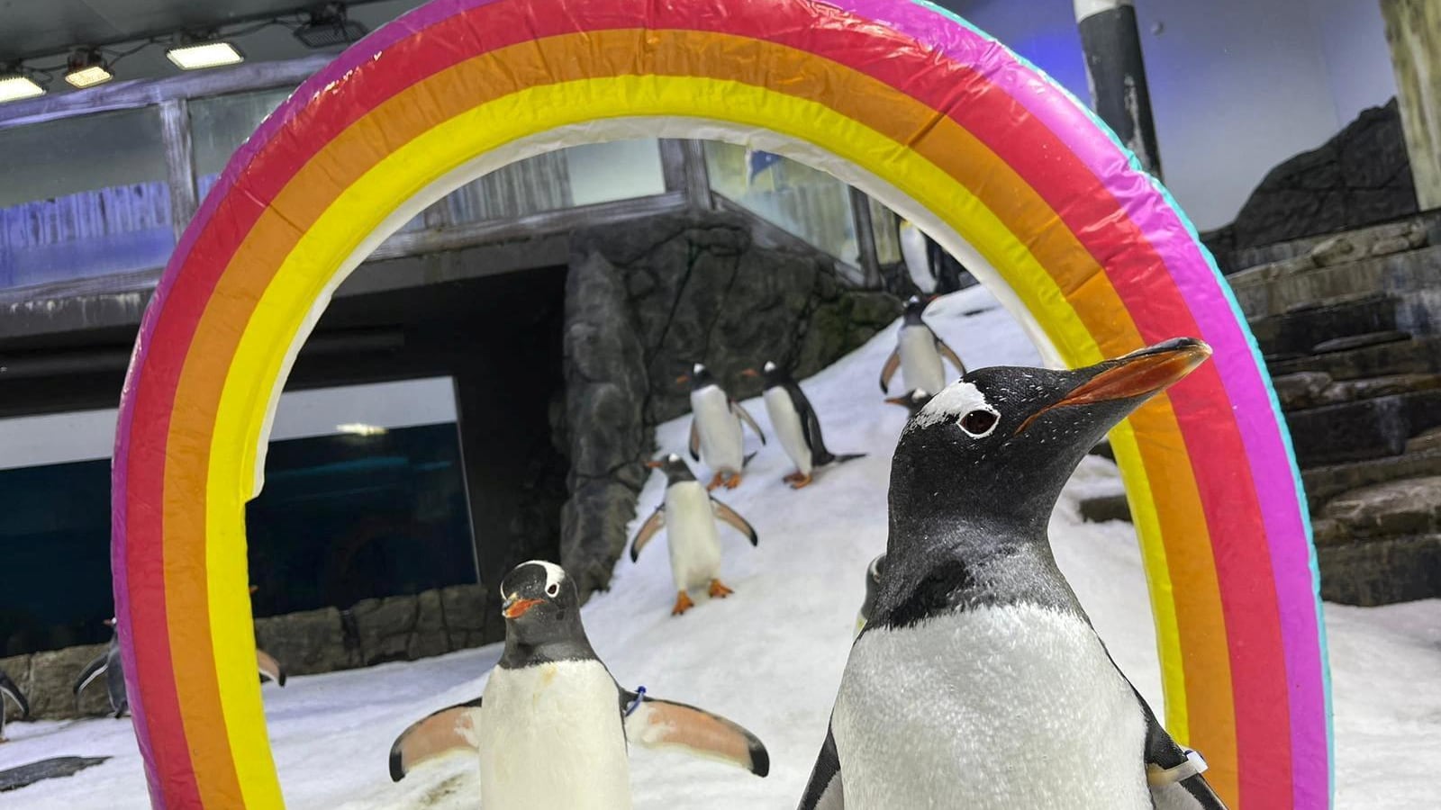 Se i diritti civili hanno un simbolo bestiale: "Addio al pinguino gay"