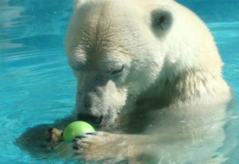 Morto Arturo, l'orso più triste del mondo 9